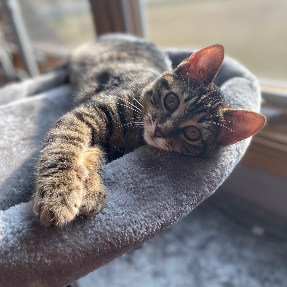 Kitty (not actually for sale lol)